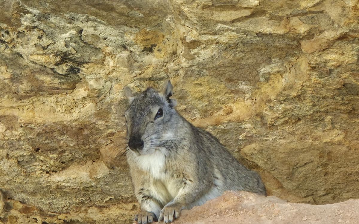 Mocó, roedor típico da caatinga, sobre as rochas de um sítio arqueológico